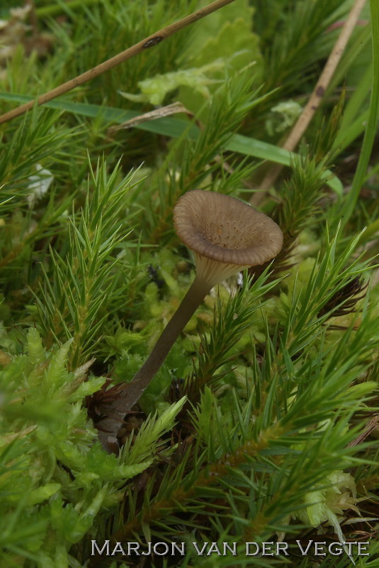 Schubbig veenmostrechtertje - Omphalina gerardiana